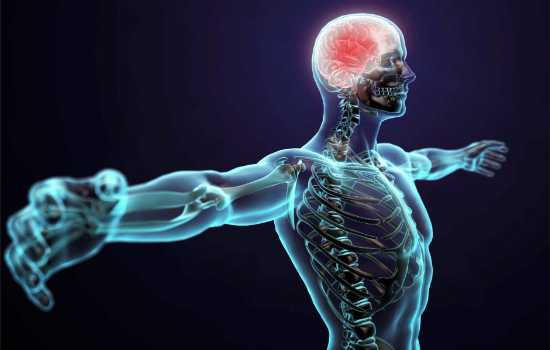 Entenda Mais Sobre o Corpo Humano