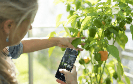 Aplicaciones para el Cuidado de Plantas