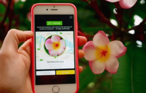 Aplicaciones para Identificar Plantas