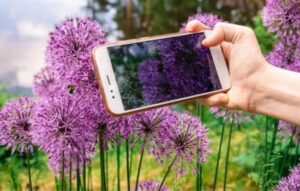 Explorar la naturaleza: aplicaciones para identificar plantas