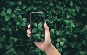 Explora el Mundo Verde: Identificador de Plantas Donde Quieras
