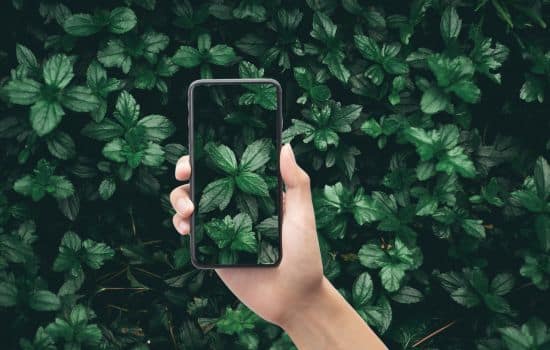 Explora el Mundo Verde: Identificador de Plantas Donde Quieras