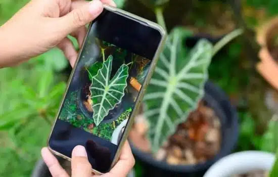 Convierte tu hogar en un oasis verde con apps para plantas