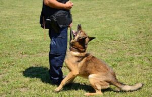 Domina a tu perro con Dogo