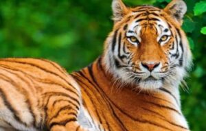 Descubre qué animal serías con Apps