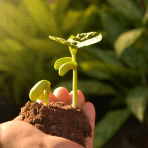 Explora la naturaleza con PlantNet!